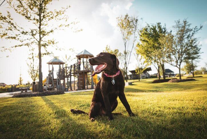 10 ideas for Frisco fun with your pooch | The Grove Frisco