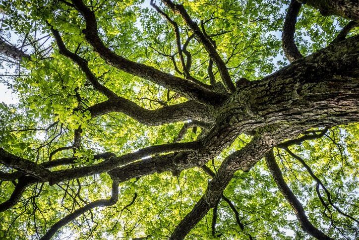 Transplanting gives new life to trees throughout The Grove Frisco